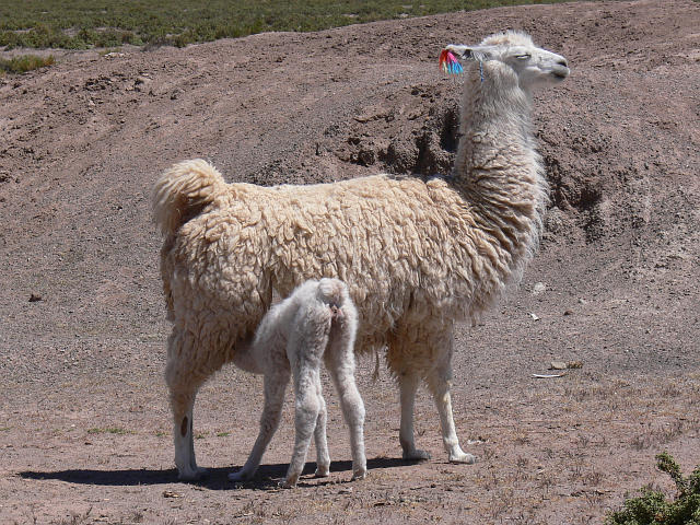 llama feeding
